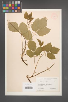 Rubus saxatilis [KOR 11007]