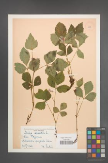 Rubus saxatilis [KOR 10999]