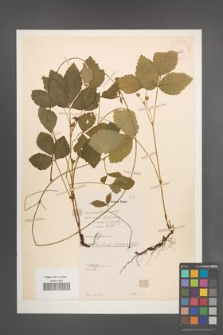 Rubus saxatilis [KOR 10988]