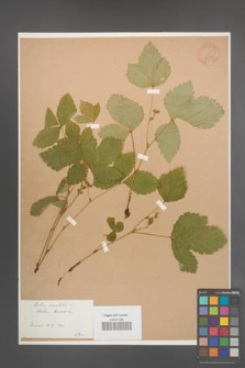 Rubus saxatilis [KOR 36395]