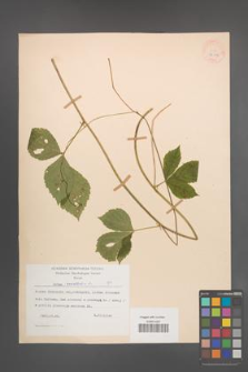 Rubus saxatilis [KOR 28048]