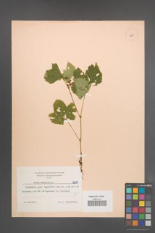 Rubus saxatilis [KOR 6270]
