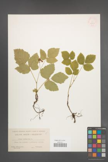 Rubus saxatilis [KOR 11021]