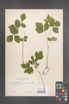 Rubus saxatilis [KOR 5848]