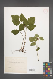 Rubus saxatilis [KOR 38462]