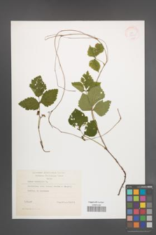 Rubus saxatilis [KOR 38461]