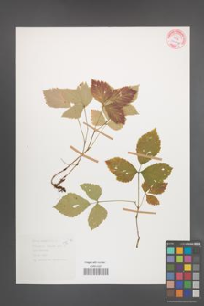 Rubus saxatilis [KOR 54371]