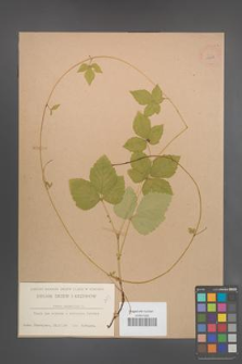 Rubus saxatilis [KOR 11019]