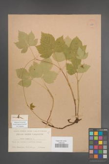 Rubus saxatilis [KOR 11022]