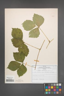 Rubus saxatilis [KOR 51025]