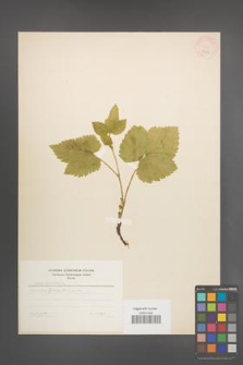 Rubus saxatilis [KOR 18598]