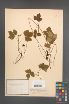 Rubus saxatilis [KOR 18585]