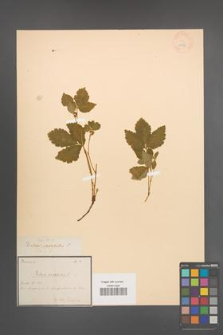 Rubus saxatilis [KOR 18589]