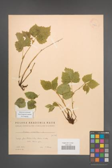Rubus saxatilis [KOR 18600]