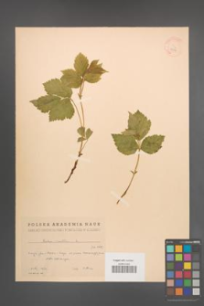 Rubus saxatilis [KOR 18599]