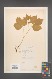 Rubus saxatilis [KOR 11011]