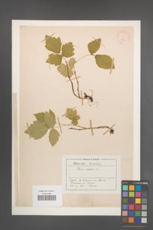 Rubus saxatilis [KOR 18591]