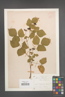 Rubus saxatilis [KOR 18592]