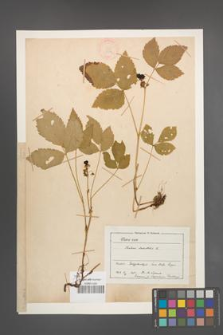 Rubus saxatilis [KOR 18593]