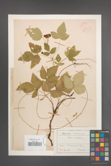 Rubus saxatilis [KOR 18596]