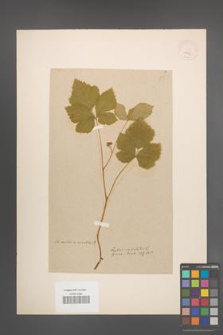 Rubus saxatilis [KOR 18607]