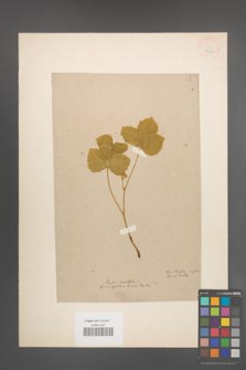Rubus saxatilis [KOR 18605]