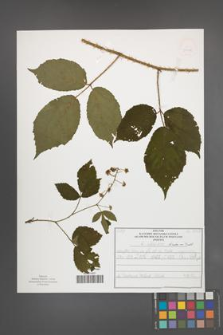 Rubus schleicheri [KOR 50118]