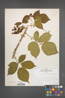 Rubus schleicheri [KOR 50647]