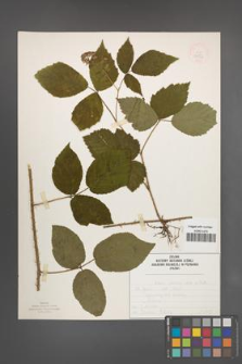 Rubus schleicheri [KOR 50122]