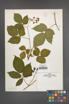 Rubus schleicheri [KOR 54376]