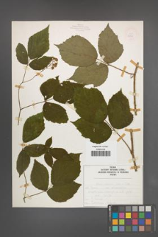 Rubus schleicheri [KOR 50120]