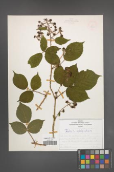 Rubus schleicheri [KOR 50119]