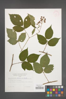 Rubus schleicheri [KOR 32436]