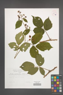 Rubus schleicheri [KOR 54377]