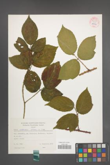 Rubus schleicheri [KOR 54378]