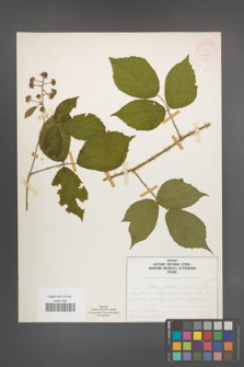 Rubus schleicheri [KOR 52027]