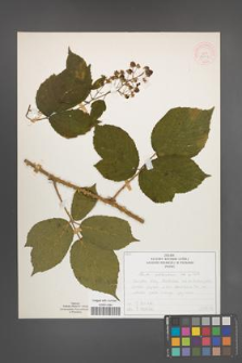 Rubus schleicheri [KOR 52043]