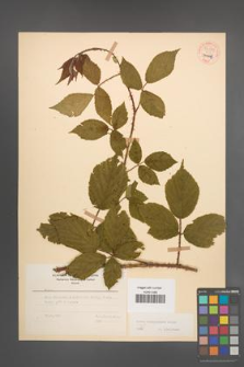 Rubus schleicheri [KOR 54379]