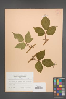 Rubus schleicheri [KOR 25576]