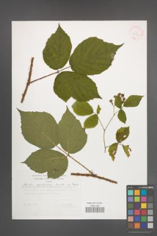 Rubus schleicheri [KOR 29791]