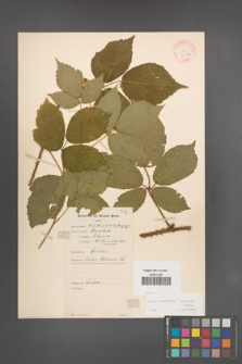 Rubus schleicheri [KOR 10963]