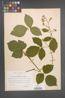 Rubus schnedleri [KOR 22974]