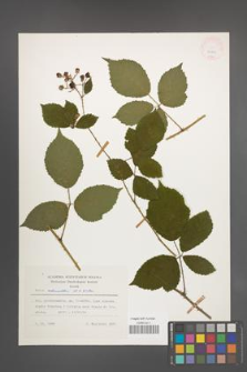 Rubus schnedleri [KOR 24869]