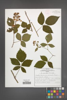 R. [Rubus] schnedleri [KOR 54384]