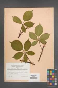 Rubus schnedleri [KOR 22981]