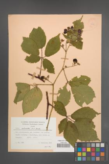 Rubus schnedleri [KOR 22979]