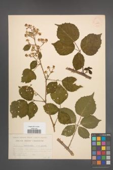 Rubus schnedleri [KOR 10980]