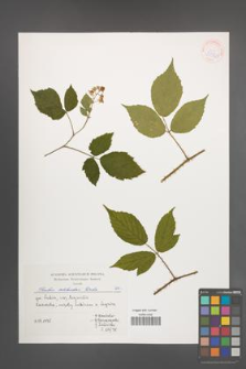 Rubus schleicheri [KOR 39965]