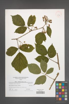 Rubus schleicheri [KOR 40714]