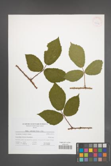Rubus schleicheri [KOR 41656]